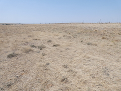 Aristida congesta barbicollis