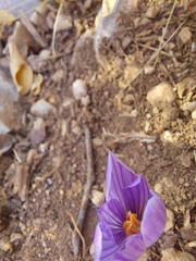 Crocus pallasii