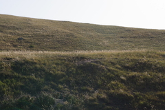 Marmota sibirica
