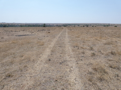 Aristida adscensionis