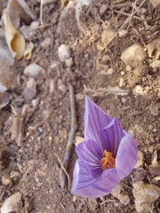Crocus pallasii