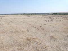 Eragrostis lehmanniana