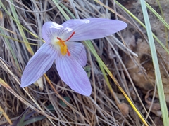 Crocus pallasii