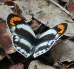 Colotis euippe omphale