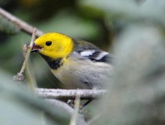 Setophaga townsendi × occidentalis