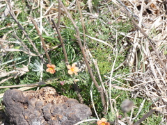 Jamesbrittenia aurantiaca