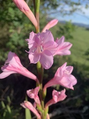 Watsonia knysnana