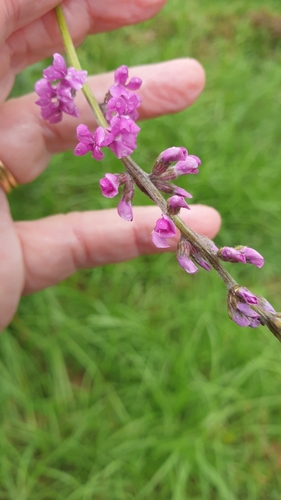 Image of Cullen australasicum by (c) Rosalie Lawrence, some rights reserved (CC BY)