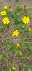 Euryops