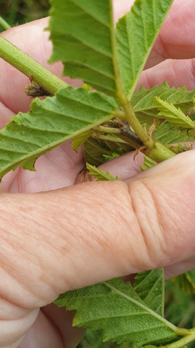 Image of Cullen australasicum by (c) Rosalie Lawrence, some rights reserved (CC BY)