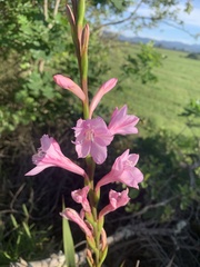 Watsonia knysnana