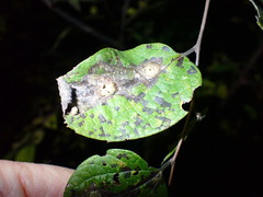 Pachypsylla celtidisasterisca