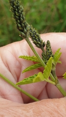 Cullen australasicum