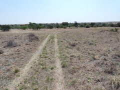 Arctotis arctotoides