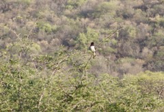 Cinnyricinclus leucogaster