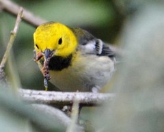 Setophaga townsendi × occidentalis
