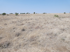 Aristida adscensionis