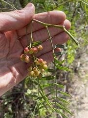 Schinus molle