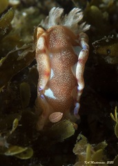 Hexabranchus sanguineus