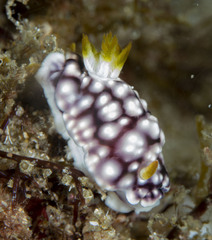 Goniobranchus geometricus