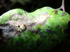 Pachypsylla celtidisasterisca