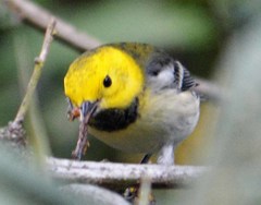 Setophaga townsendi × occidentalis
