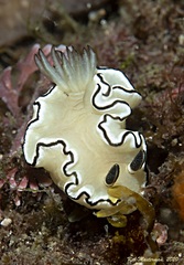 Doriprismatica atromarginata