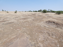 Aristida adscensionis