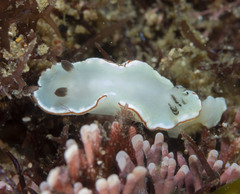 Glossodoris