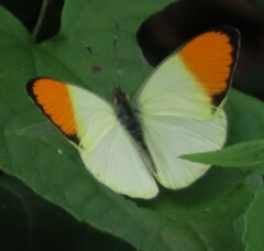 Colotis auxo