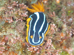 Chromodoris kuiteri