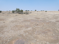 Aristida congesta congesta