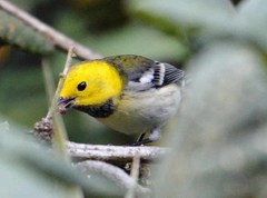 Setophaga townsendi × occidentalis