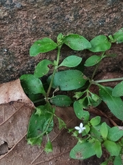 Hedyotis