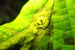 Pachypsylla celtidisasterisca