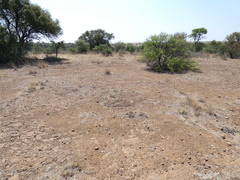 Aristida junciformis