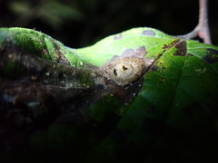 Pachypsylla celtidisasterisca