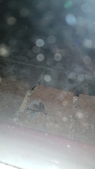 Archichauliodes guttiferus