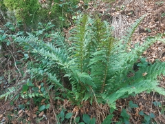 Polystichum × luerssenii