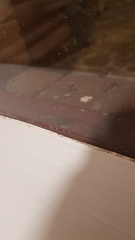 Archichauliodes guttiferus