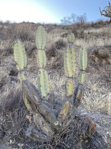 Armatocereus riomajensis (Armatocereus riomajensis)