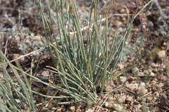 Ephedra monosperma