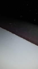 Archichauliodes guttiferus