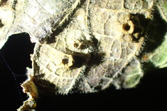 Pachypsylla celtidisasterisca