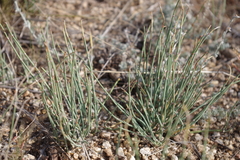 Ephedra monosperma