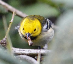 Setophaga townsendi × occidentalis