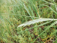 Thinopyrum distichum