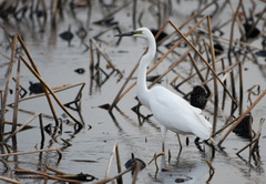 Ardea alba modesta