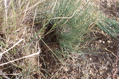 Ephedra monosperma