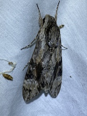 Agrius convolvuli